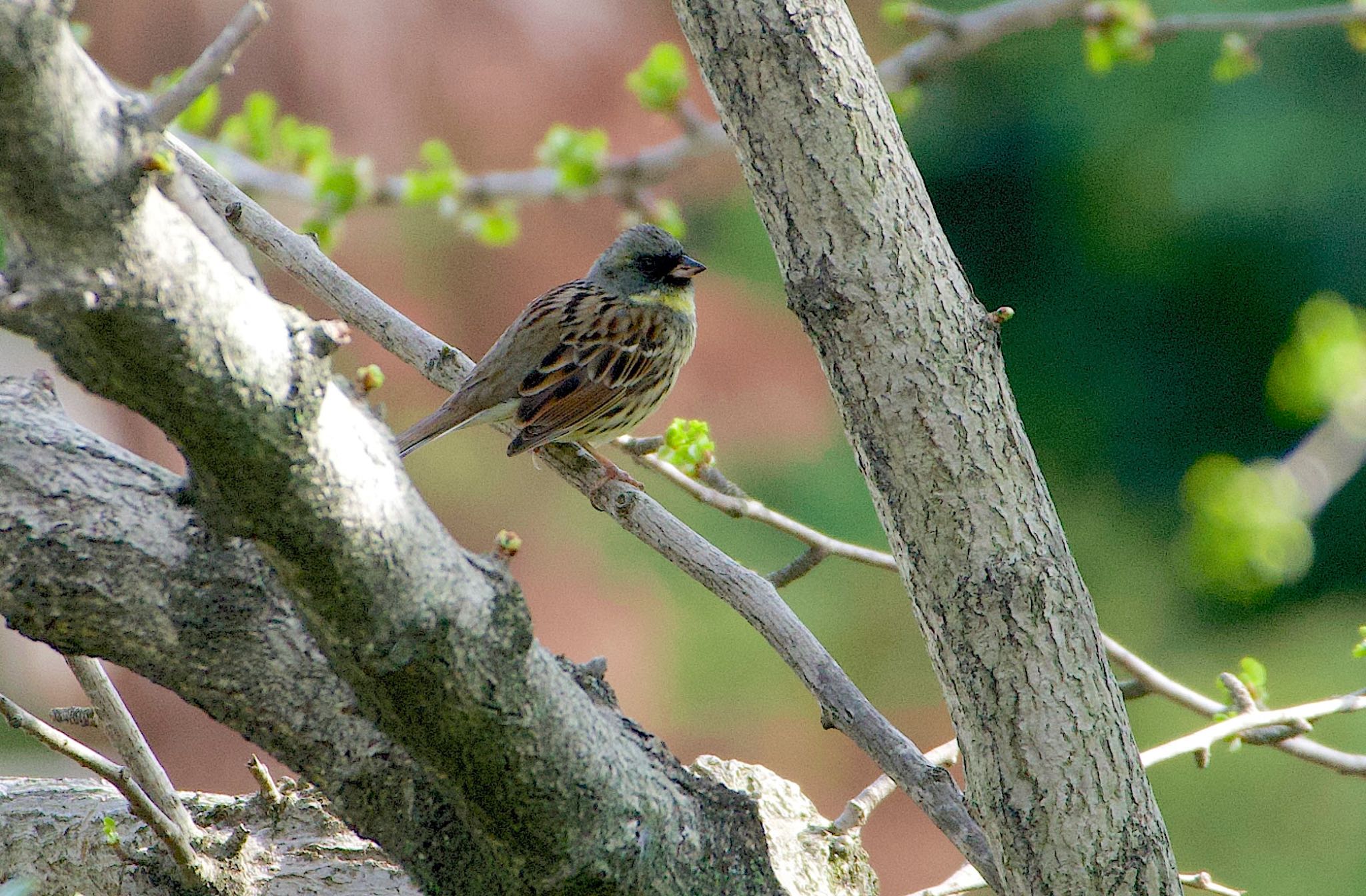 Photo of Masked Bunting at Osaka castle park by アルキュオン