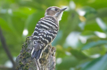 Japanese Pygmy Woodpecker Osaka castle park Sat, 4/6/2024