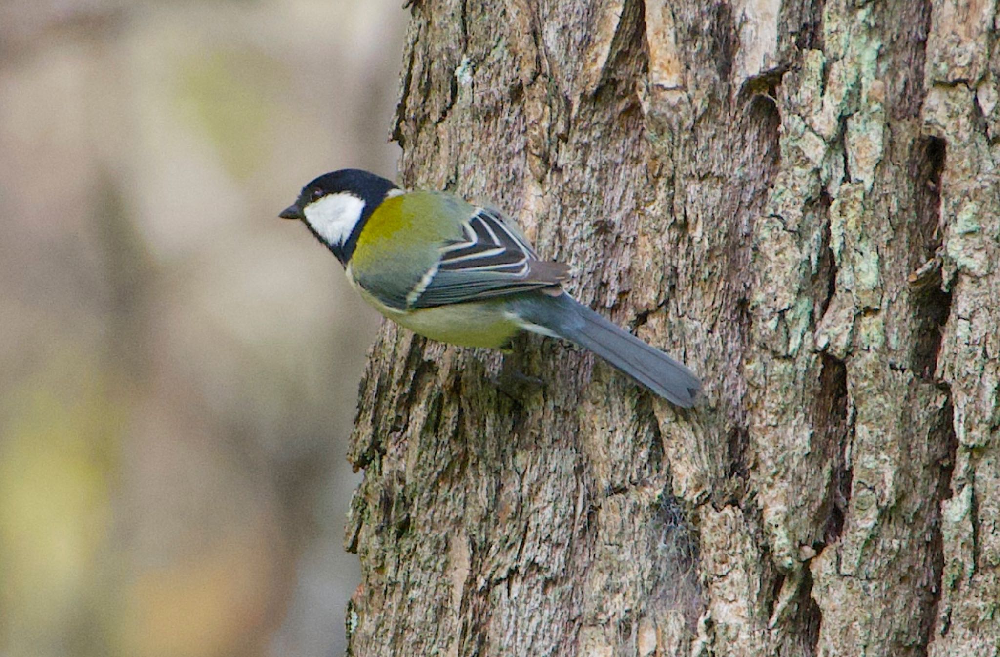 Photo of Japanese Tit at Osaka castle park by アルキュオン