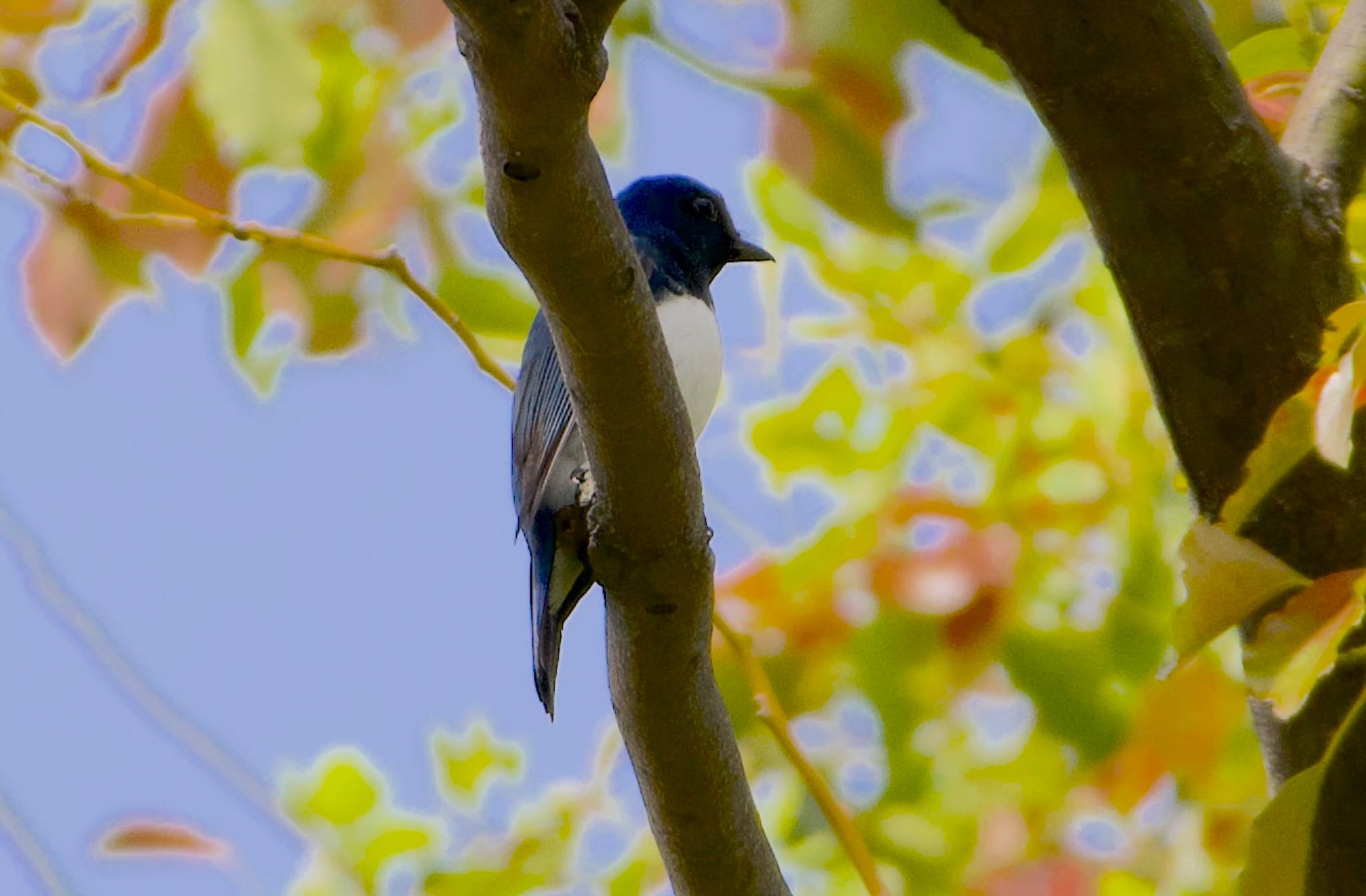 Photo of Blue-and-white Flycatcher at Osaka castle park by アルキュオン