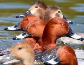 Common Pochard 小幡緑地 Thu, 3/14/2024