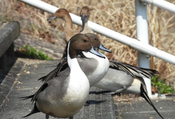 Northern Pintail 小幡緑地 Thu, 3/14/2024