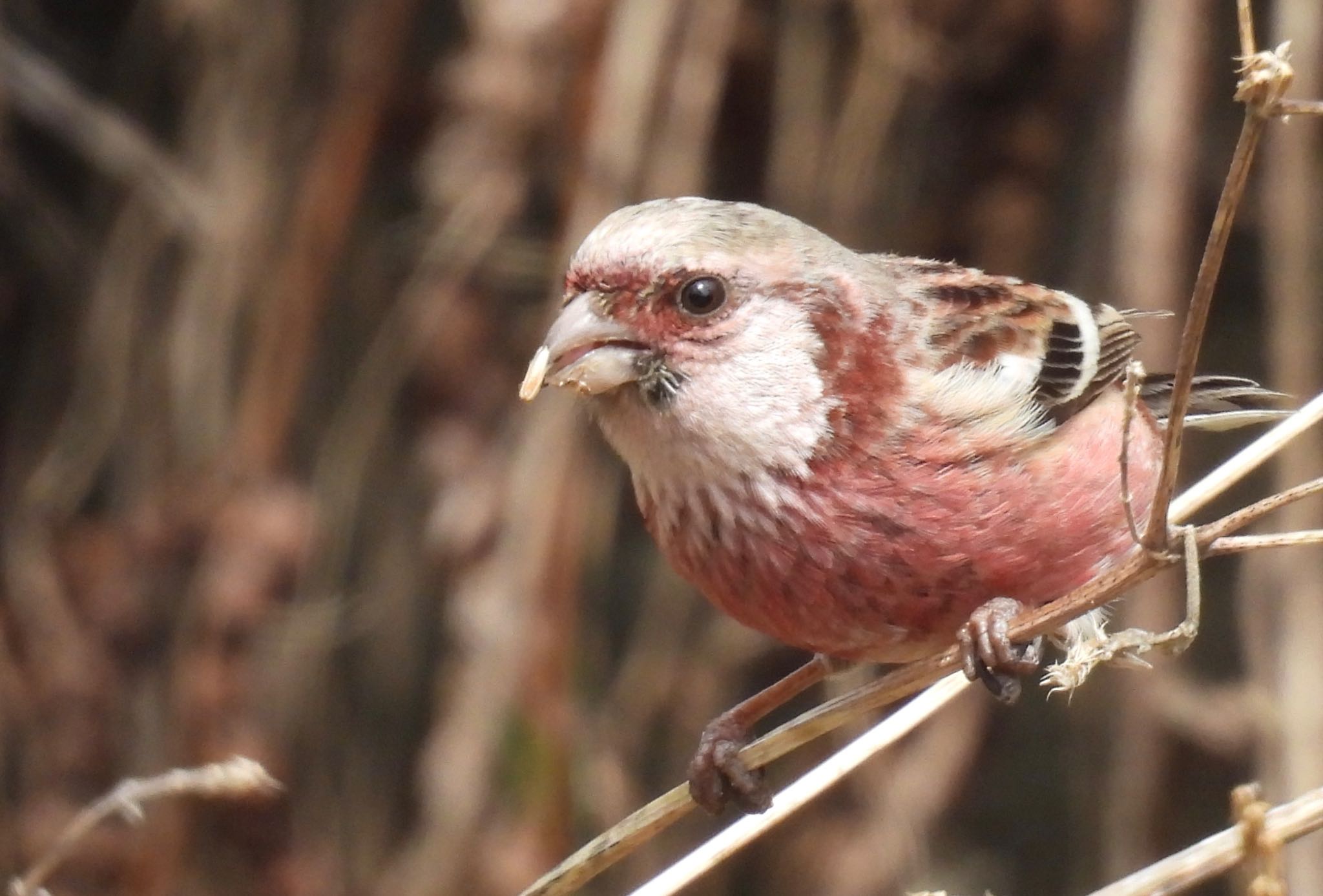 Siberian Long-tailed Rosefinch