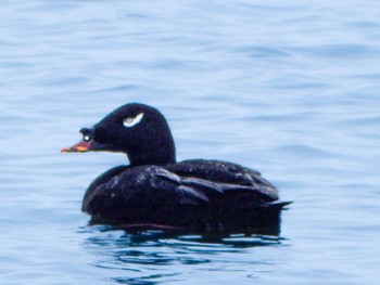 White-winged Scoter Sambanze Tideland Sat, 4/6/2024