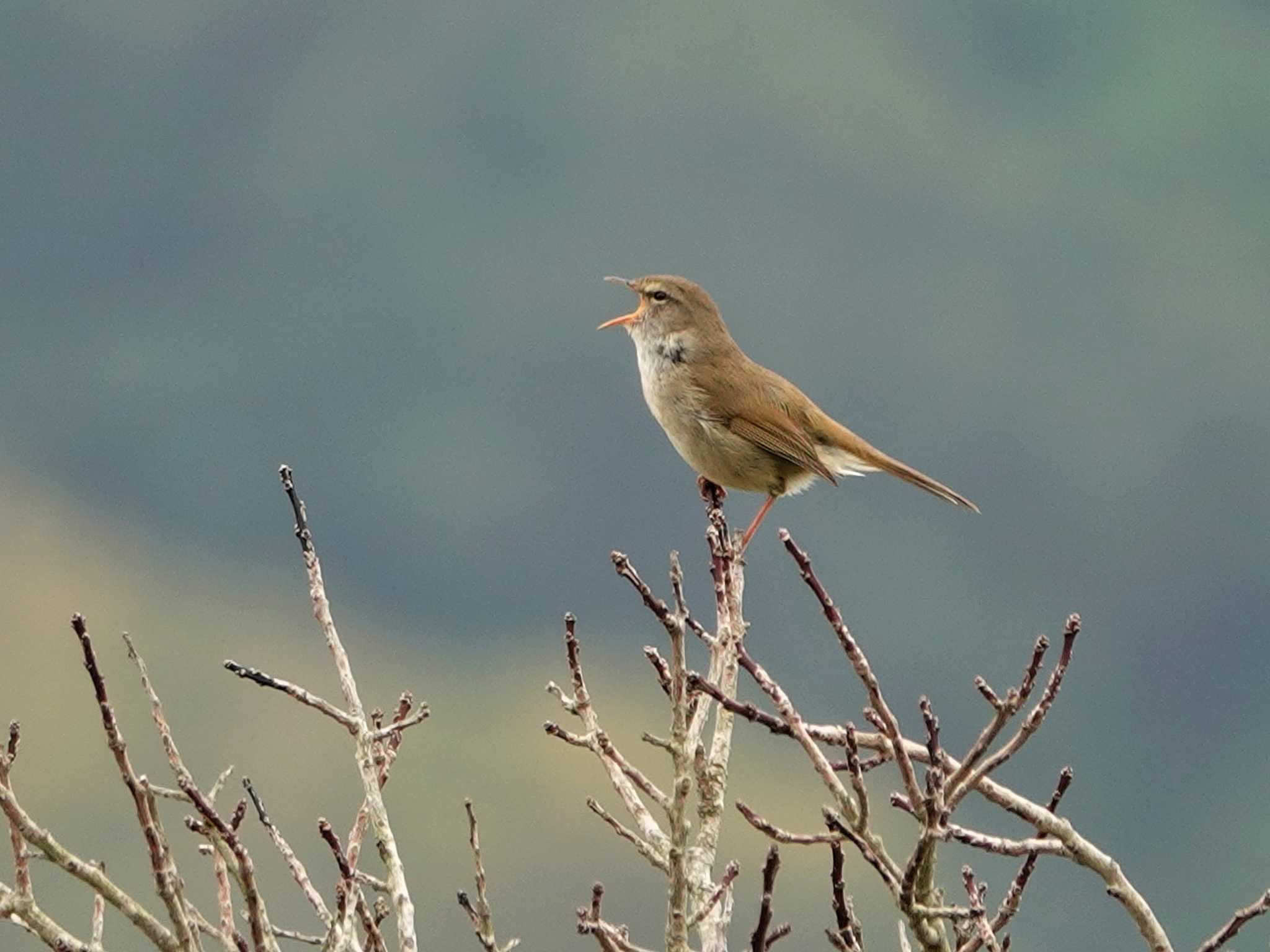 Photo of Japanese Bush Warbler at 稲佐山公園 by M Yama