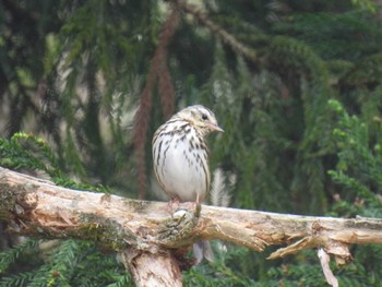 Olive-backed Pipit カタクリの里 Sat, 4/6/2024