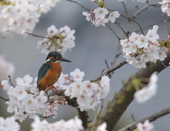 カワセミ 大口町 2024年4月6日(土)