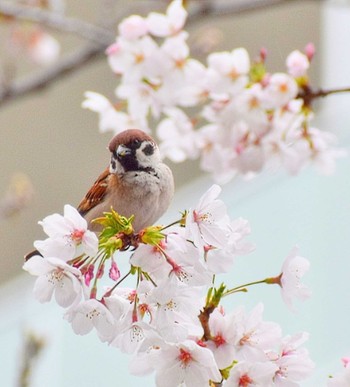 Eurasian Tree Sparrow 大横川 Fri, 4/5/2024