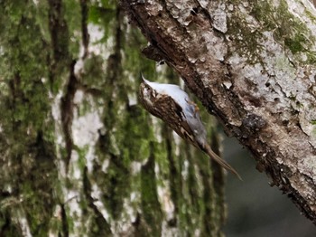 Eurasian Treecreeper Saitama Prefecture Forest Park Sat, 4/6/2024