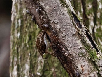 Eurasian Treecreeper Saitama Prefecture Forest Park Sat, 4/6/2024