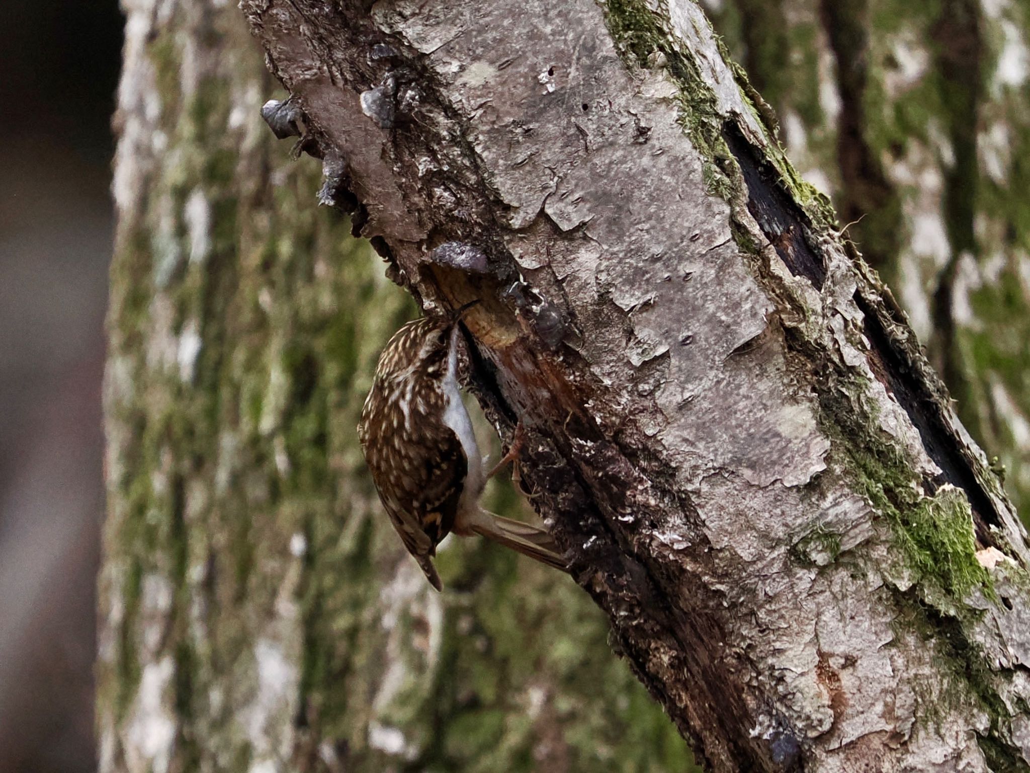 Eurasian Treecreeper