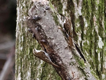 Eurasian Treecreeper Saitama Prefecture Forest Park Sat, 4/6/2024