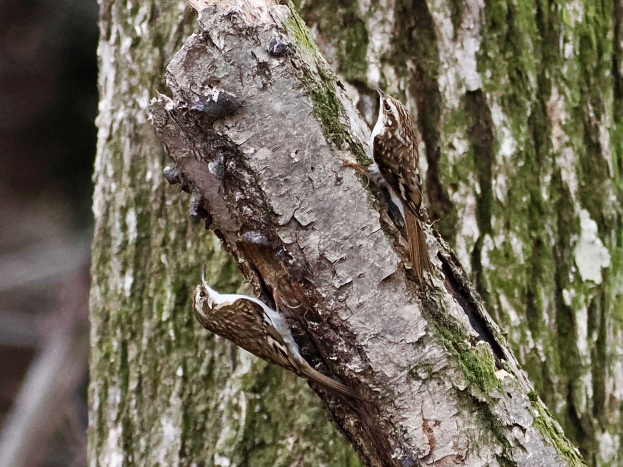 Eurasian Treecreeper