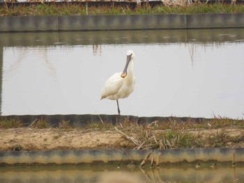 Eurasian Spoonbill Izunuma Wed, 4/3/2024