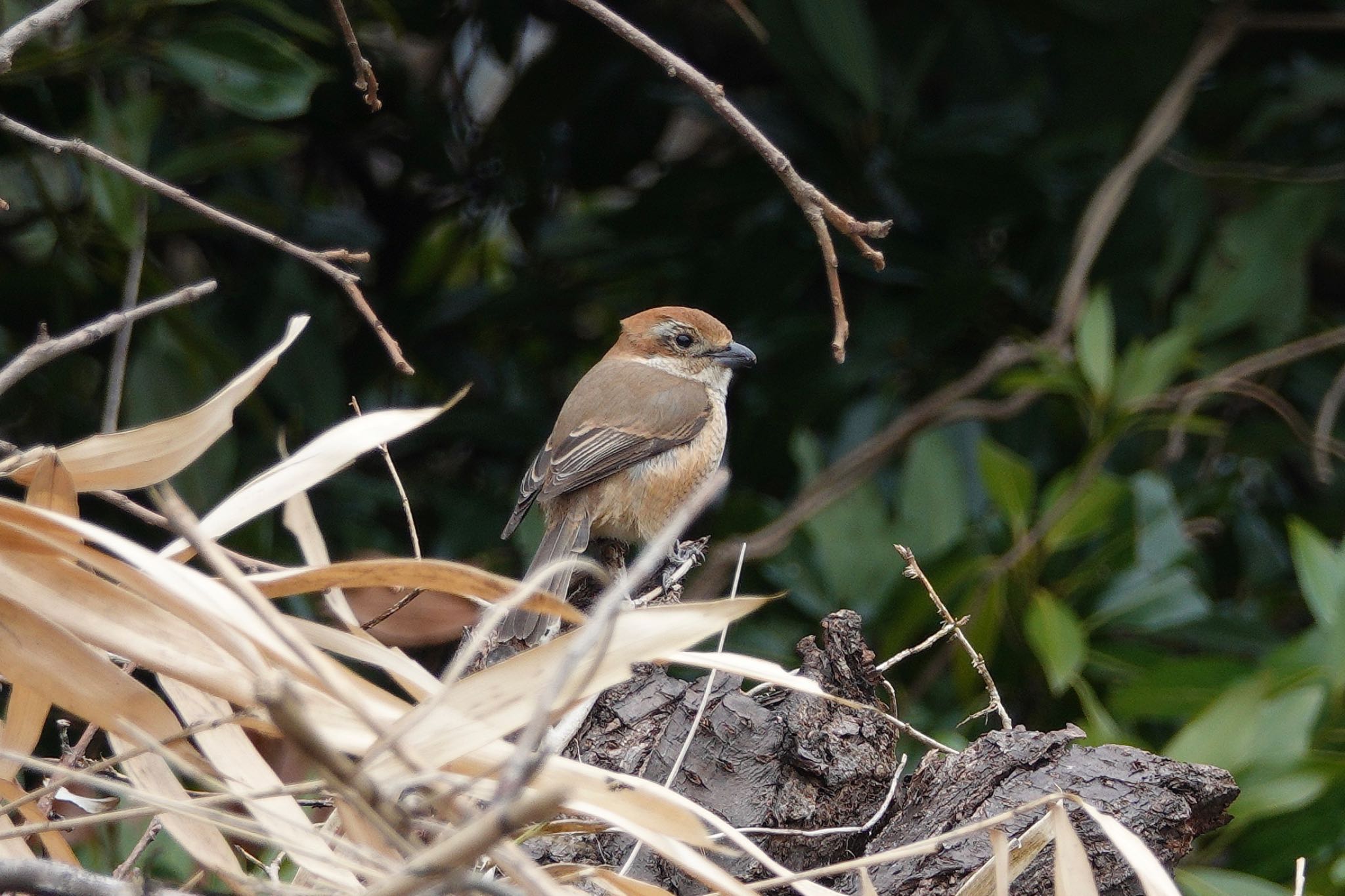 Photo of Bull-headed Shrike at  by のどか