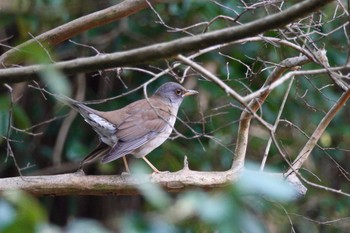 Pale Thrush Unknown Spots Fri, 3/29/2024