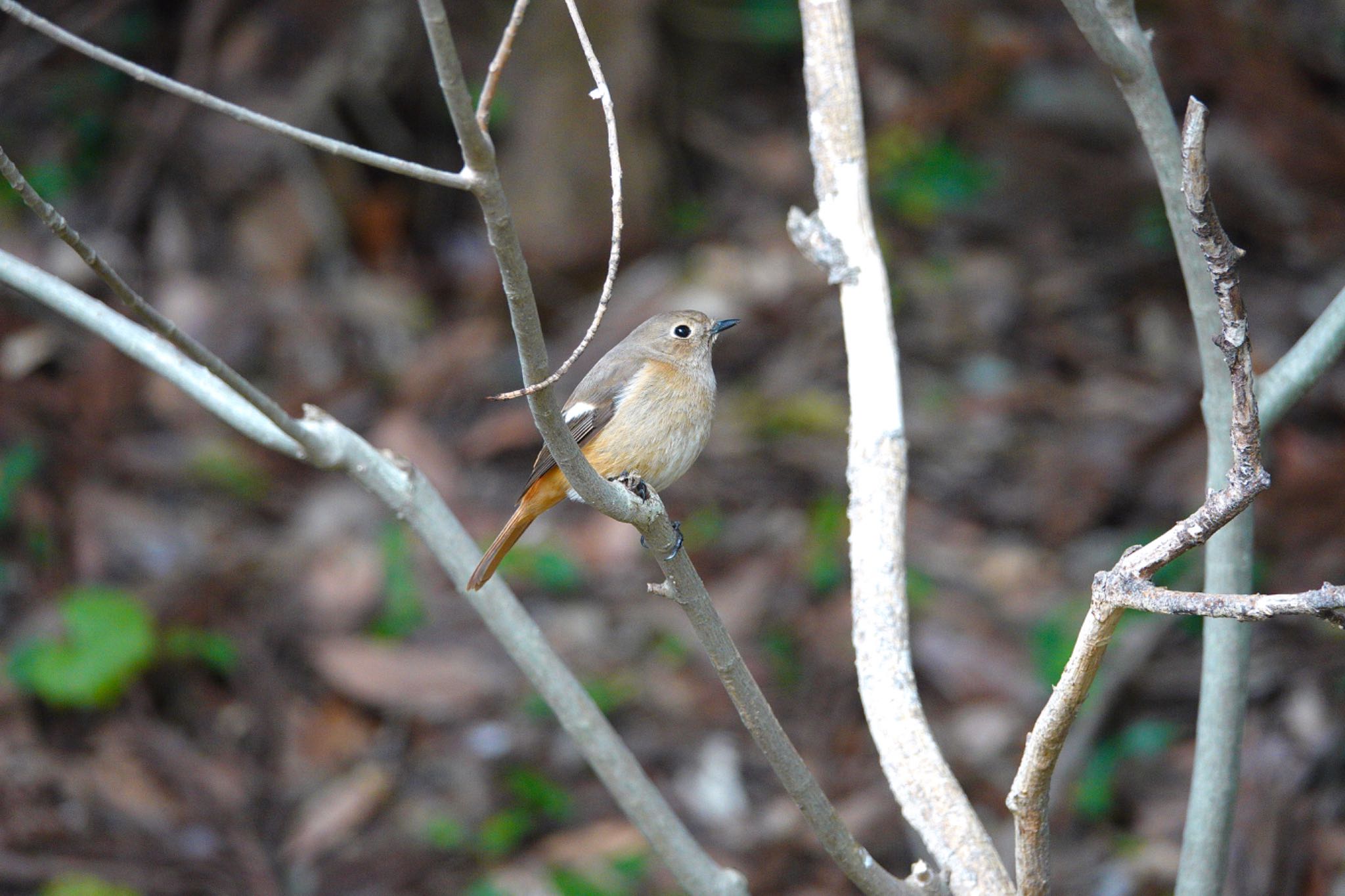 Photo of Daurian Redstart at  by のどか