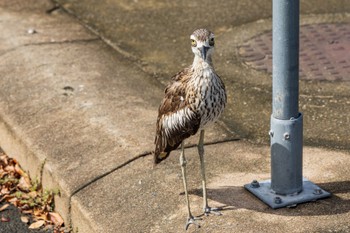 Bush Stone-curlew Esplanade(Cairns) Tue, 4/2/2024