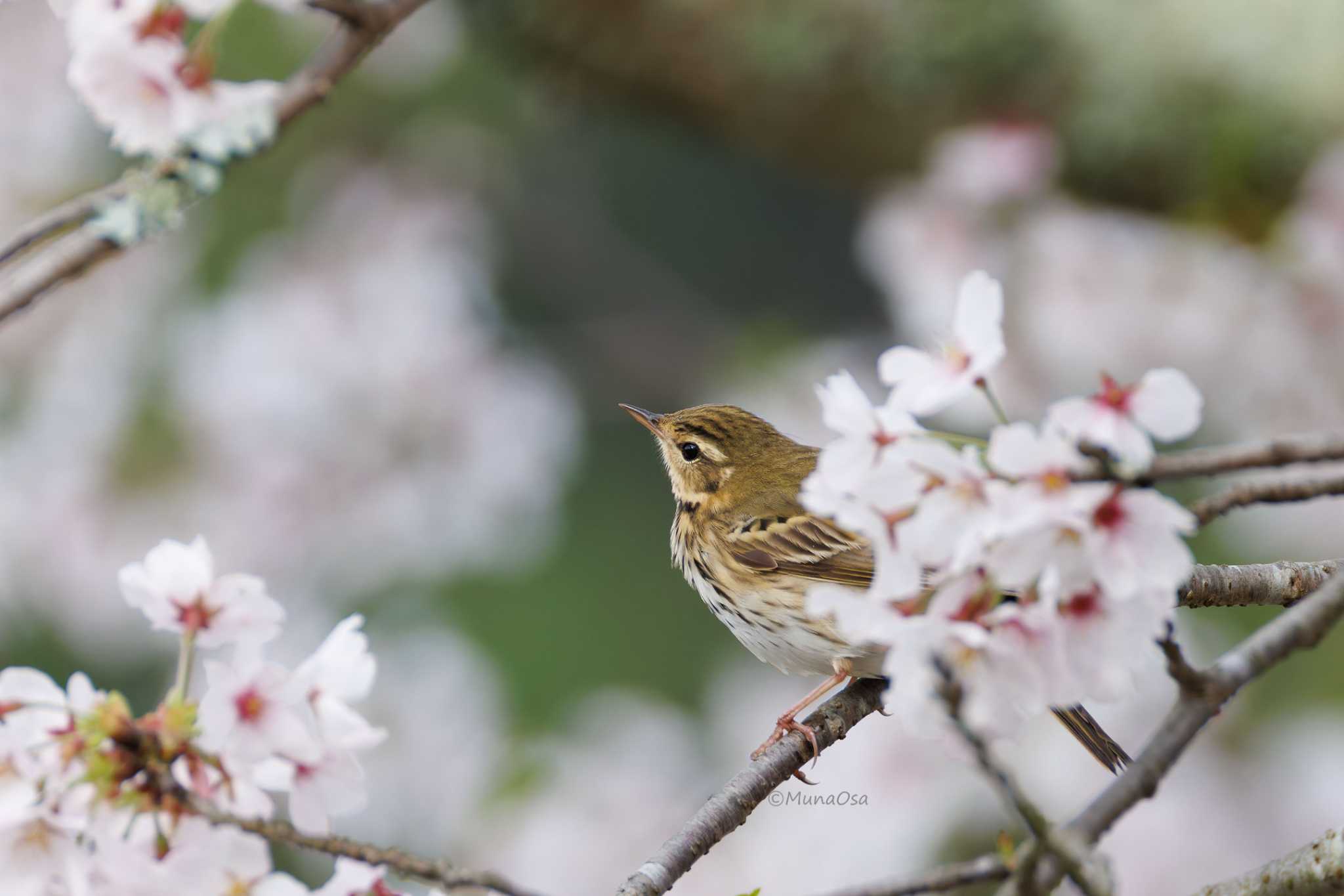  ビンズイの写真 by MunaOsa