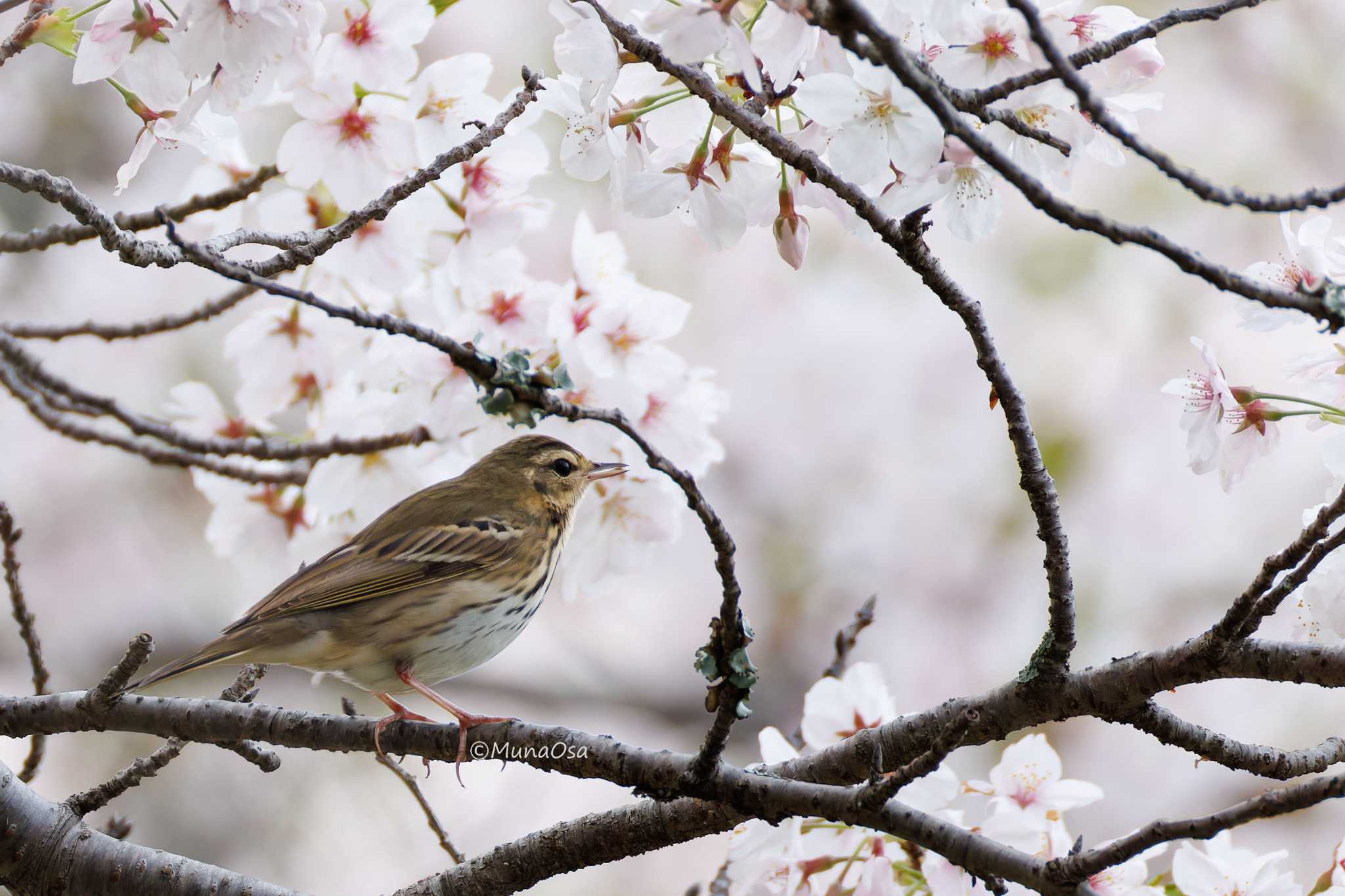  ビンズイの写真 by MunaOsa