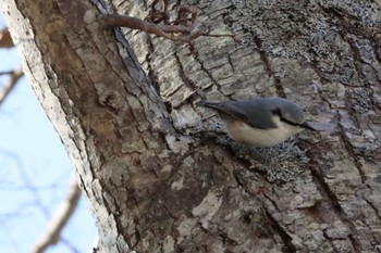 Eurasian Nuthatch(asiatica) Unknown Spots Sat, 4/6/2024