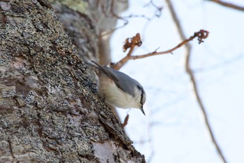 Eurasian Nuthatch(asiatica) Unknown Spots Sat, 4/6/2024