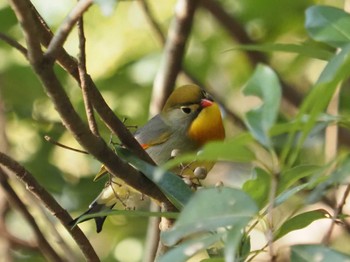 Red-billed Leiothrix 摩耶山 Sat, 4/6/2024