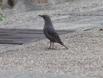 Blue Rock Thrush 摩耶山 Sat, 4/6/2024