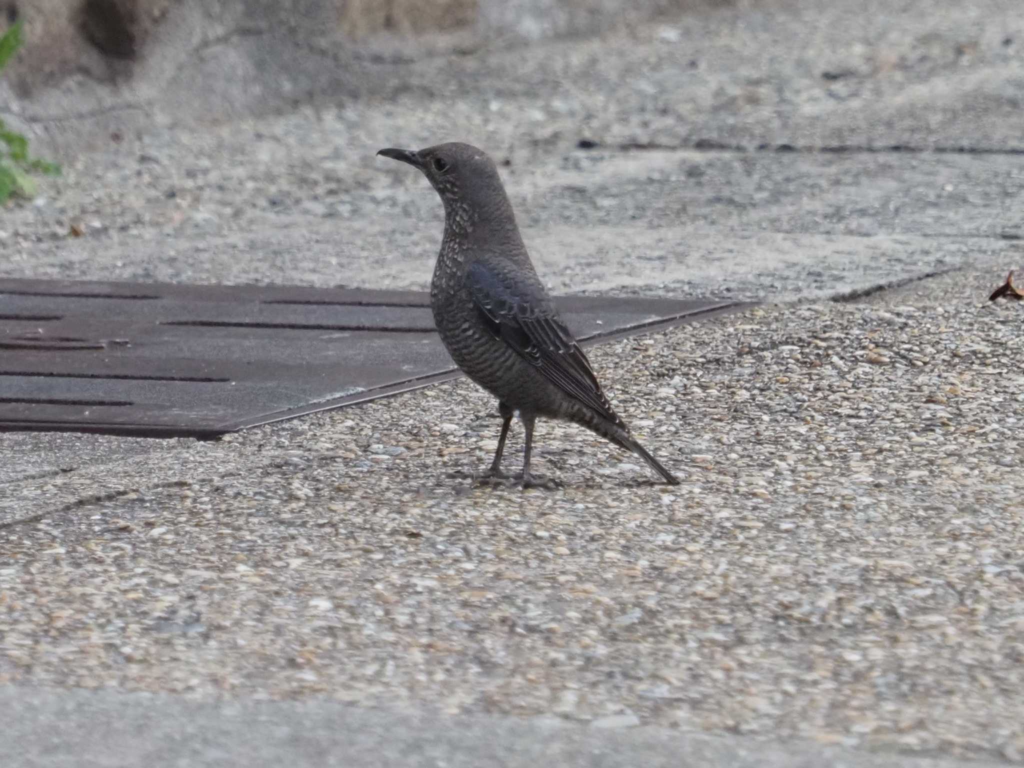 Photo of Blue Rock Thrush at 摩耶山 by 摩耶山55