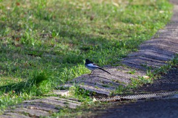 White Wagtail Nagahama Park Sat, 3/30/2024