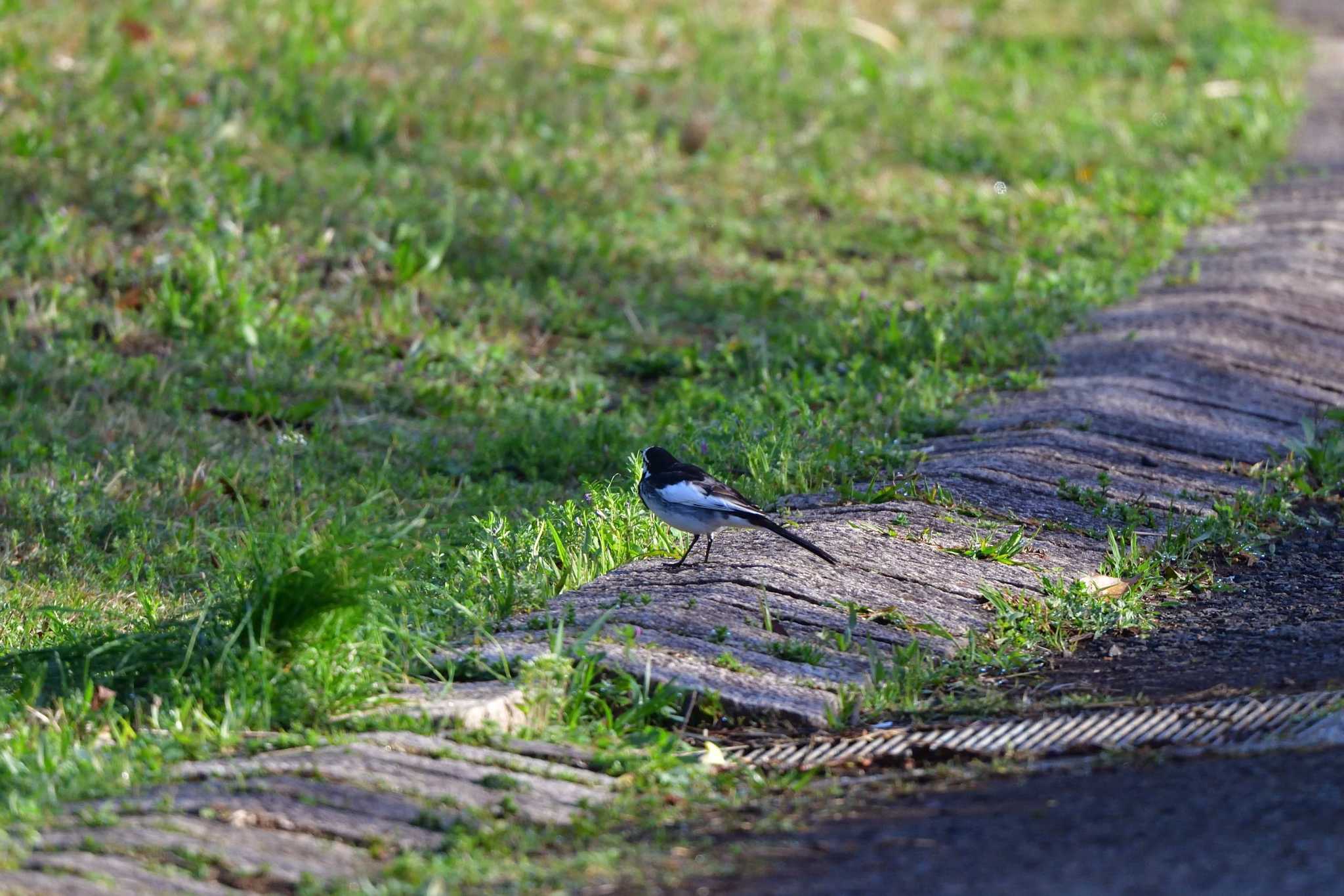 Photo of White Wagtail at Nagahama Park by やなさん