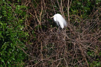 Great Egret Nagahama Park Sat, 3/30/2024