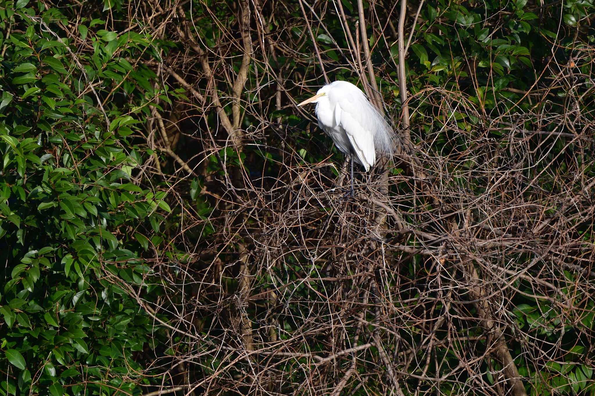 Photo of Great Egret at Nagahama Park by やなさん