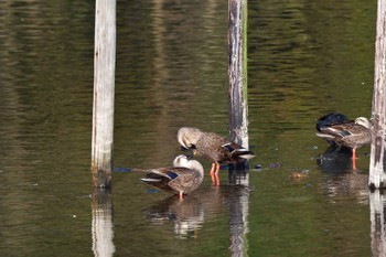 Eastern Spot-billed Duck Nagahama Park Sat, 3/30/2024