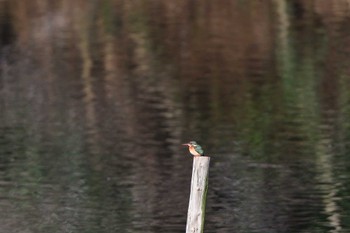 Common Kingfisher Nagahama Park Sat, 3/30/2024