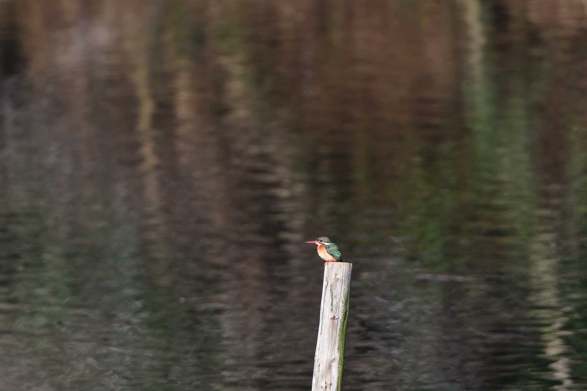 Photo of Common Kingfisher at Nagahama Park by やなさん