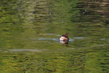 Little Grebe Nagahama Park Sat, 3/30/2024