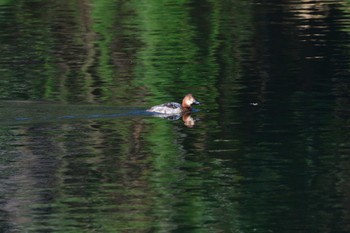 Common Pochard Nagahama Park Sat, 3/30/2024