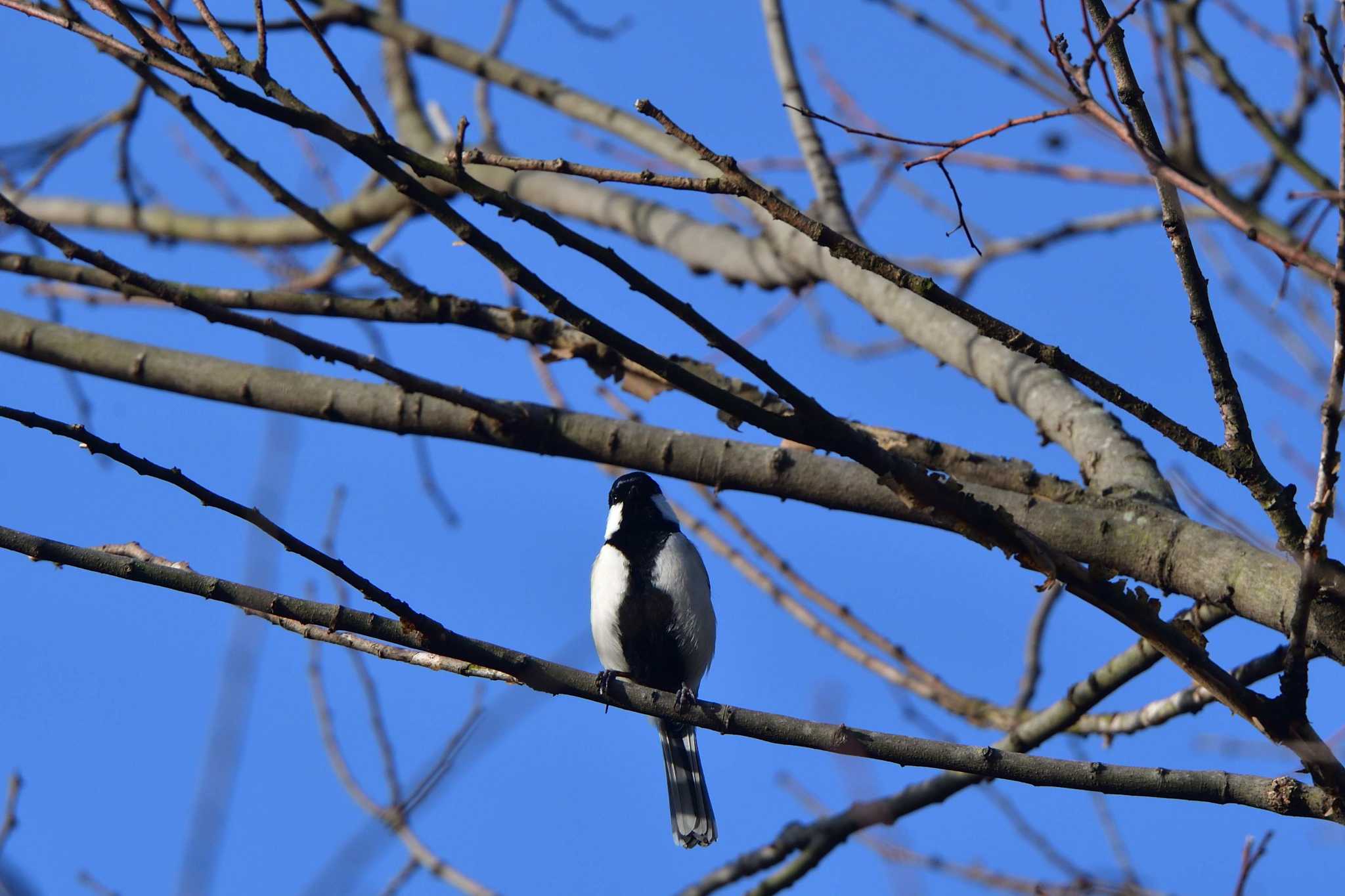 Photo of Japanese Tit at Nagahama Park by やなさん