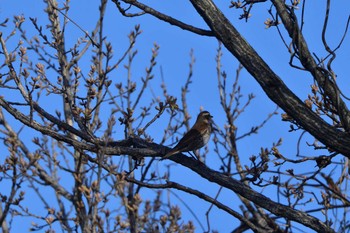 Dusky Thrush Nagahama Park Sat, 3/30/2024