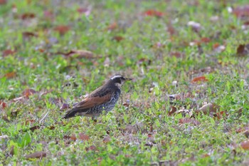 Dusky Thrush Nagahama Park Sat, 3/30/2024