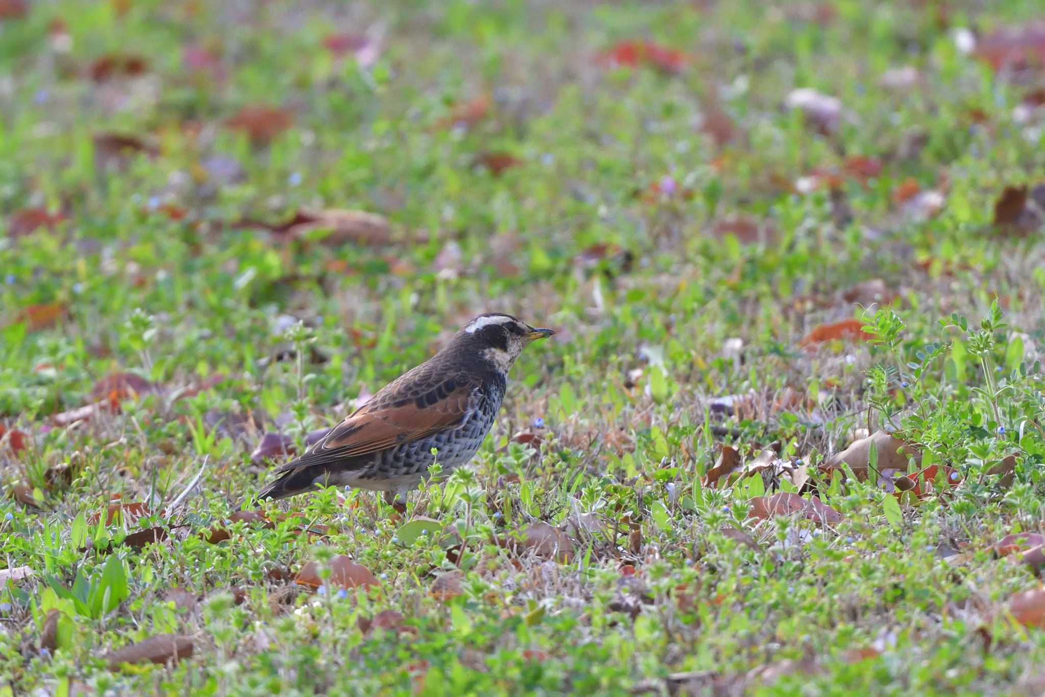 Photo of Dusky Thrush at Nagahama Park by やなさん