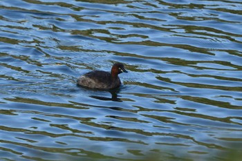 Little Grebe Nagahama Park Sat, 3/30/2024