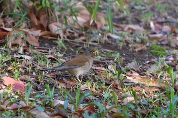 Pale Thrush Nagahama Park Sat, 3/30/2024