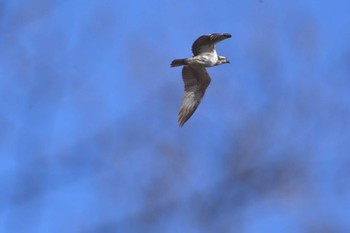 ミサゴ 長浜公園 2024年3月30日(土)