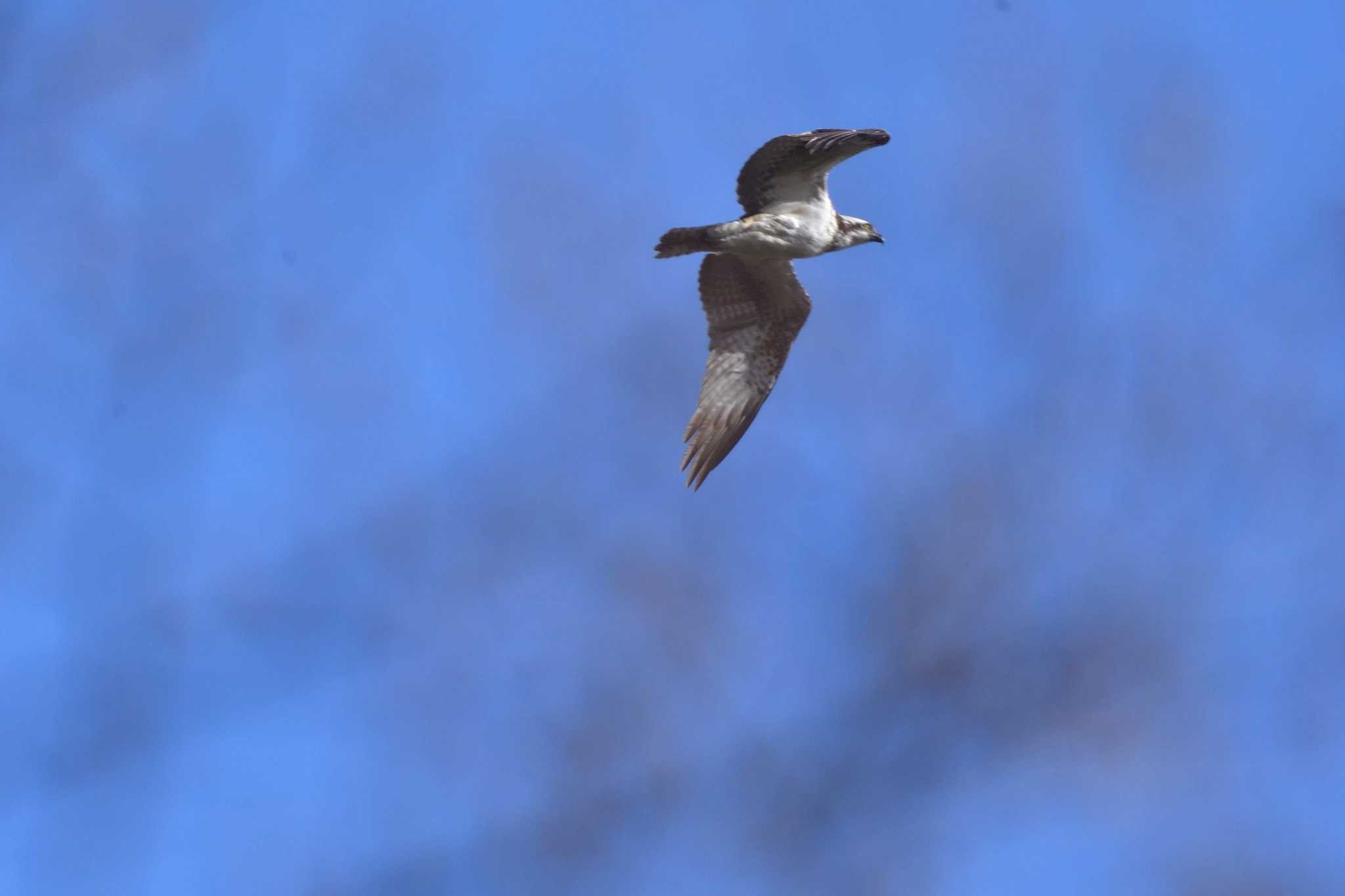 Photo of Osprey at Nagahama Park by やなさん