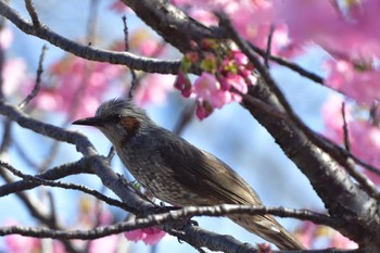 Brown-eared Bulbul Nagahama Park Sat, 3/30/2024