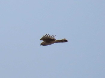 2024年4月4日(木) 蒲生干潟(仙台市)の野鳥観察記録