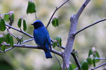 Blue-and-white Flycatcher 猿江恩賜公園 Sat, 4/6/2024