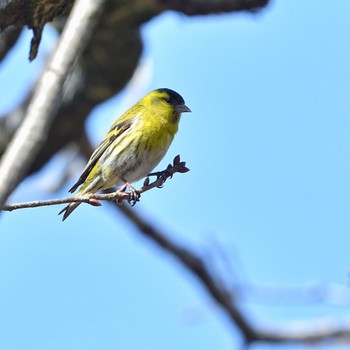 Eurasian Siskin Unknown Spots Fri, 3/22/2024